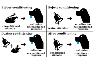 1800x1200 classical conditioning bigbead